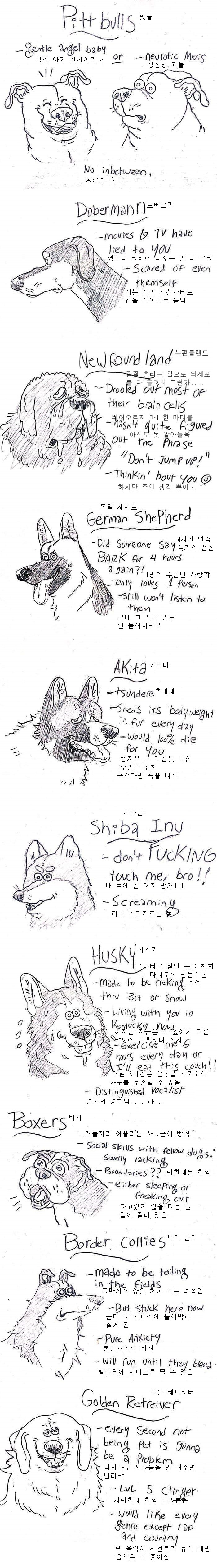 어느 애견카페 알바가 분석한 견종백과_1.jpg