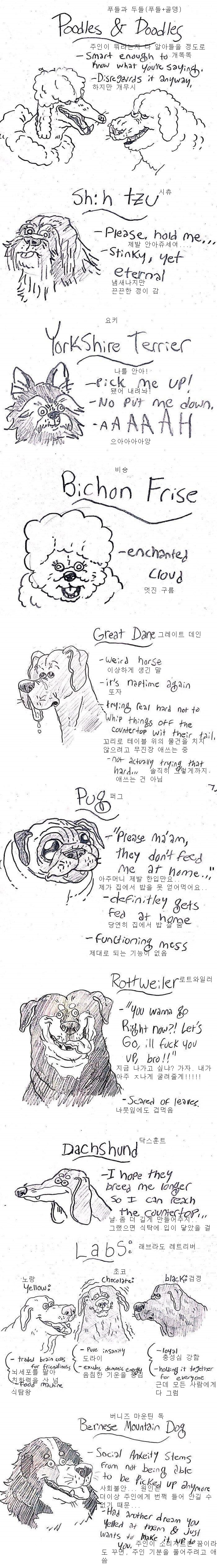 어느 애견카페 알바가 분석한 견종백과_2.jpg