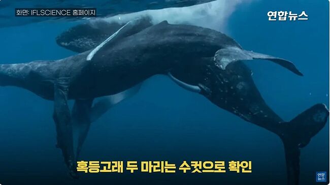 세계 최초 혹동고래 섹스 장면 포착_2.jpg