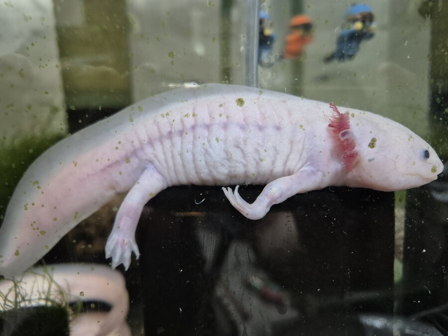 수조)단지 여과기 위의 헌바_1.jpg