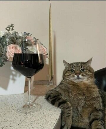 '유게1이야 앉아봐라' 고양이 최신 근황 ㄷㄷㄷㄷㄷㄷ.jpg_1.jpg