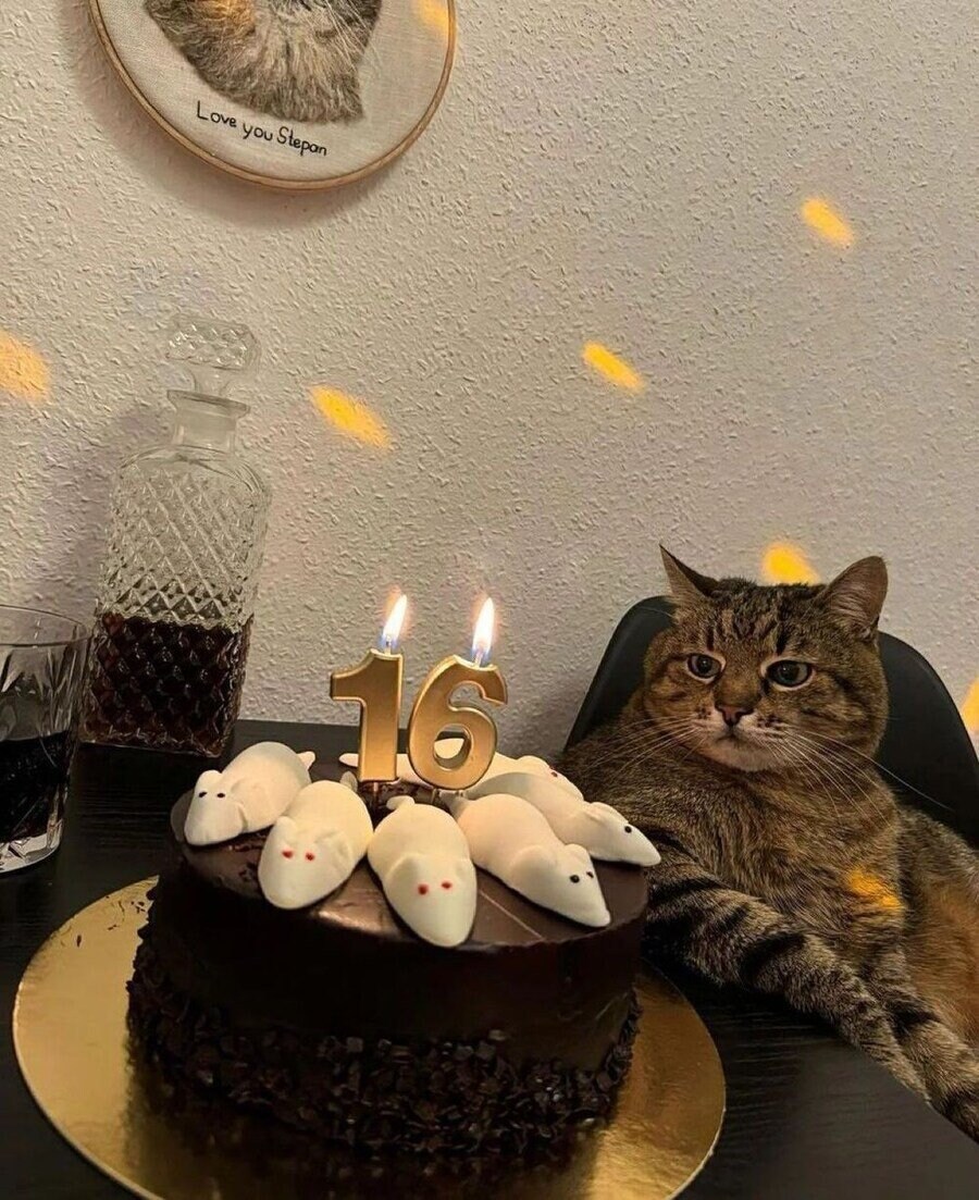 '유게1이야 앉아봐라' 고양이 최신 근황 ㄷㄷㄷㄷㄷㄷ.jpg_2.jpg