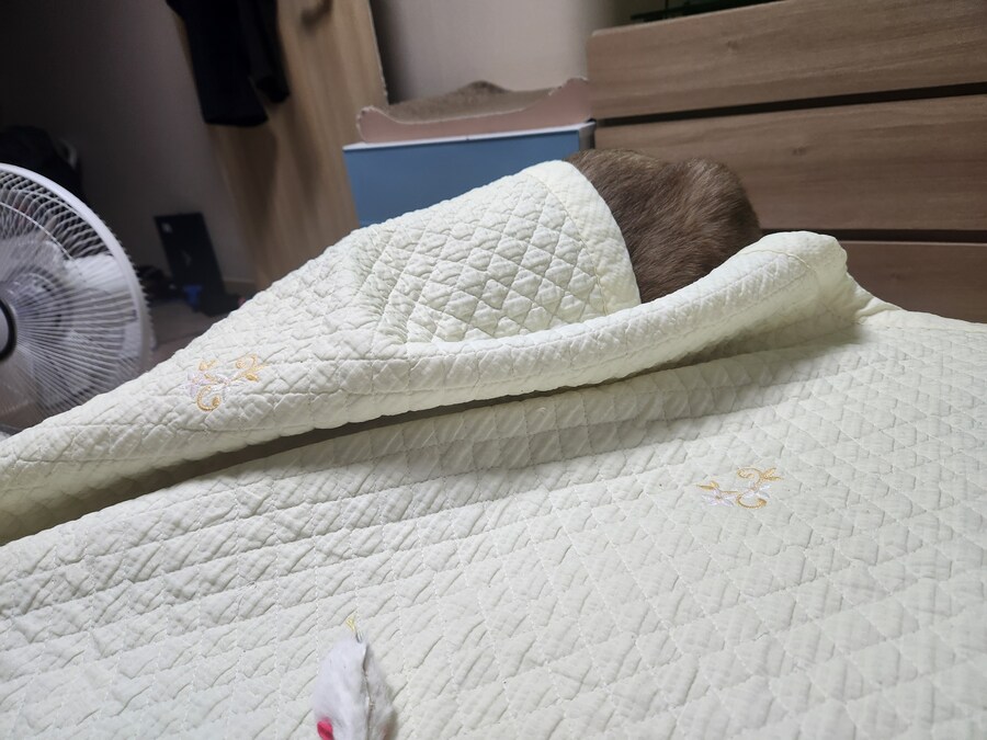 저는 준법정신이 투철해서 무슨무슨 법 이렇게 잘 지키는 사람입니다_11.jpg