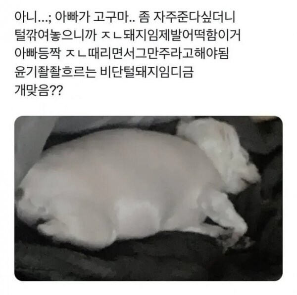 너무 살쪄서 털이라도 깎아 본 견주_1.jpg