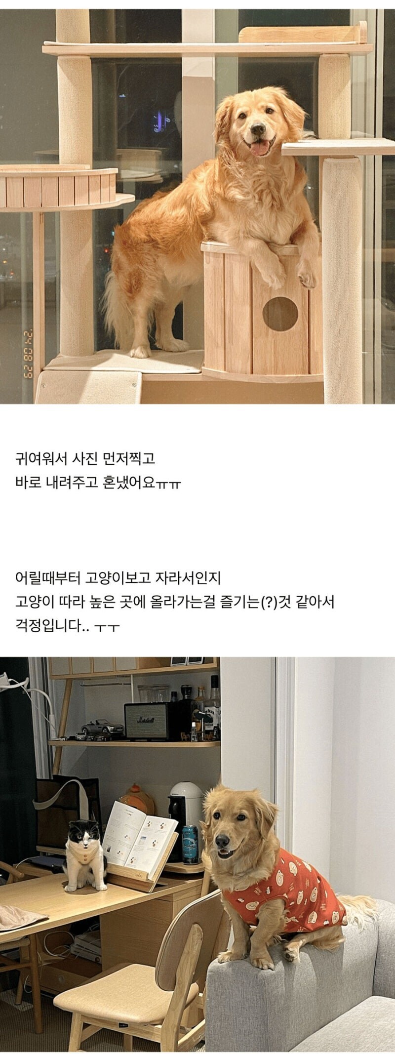 캣타워에 올라가는 강아지_2.jpg