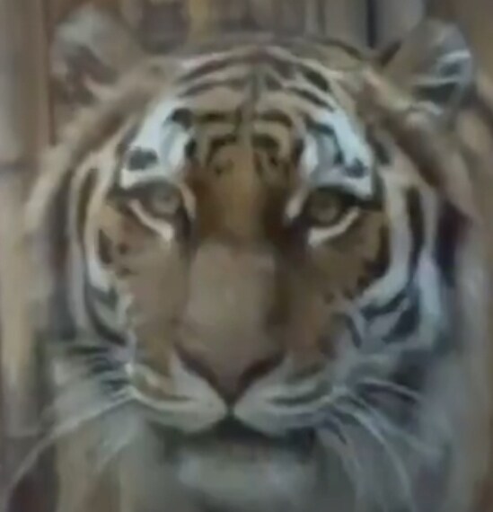 설표 만난 호랑이 표정이 결코 안전하지 않은 이유_3.jpg