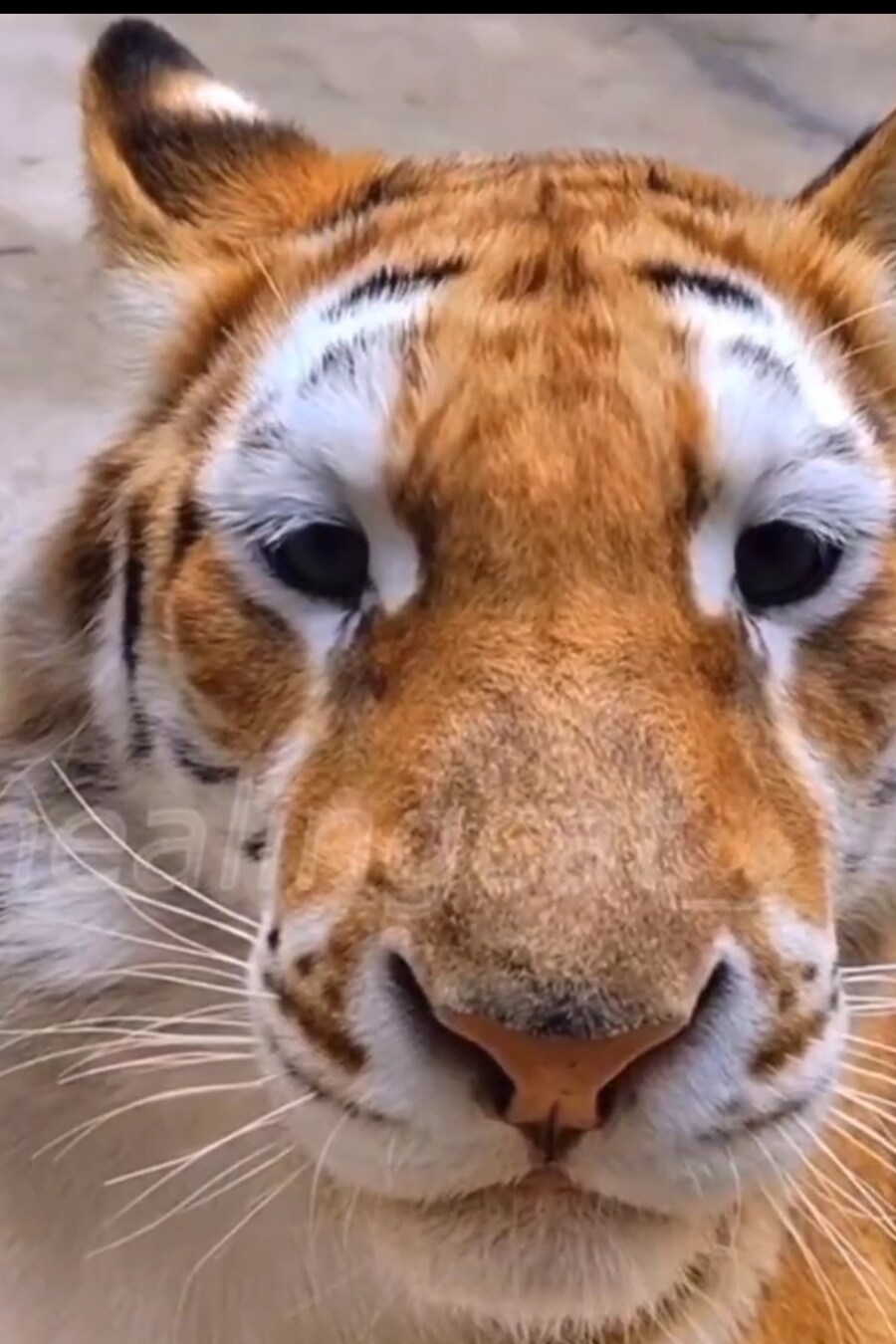 설표 만난 호랑이 표정이 결코 안전하지 않은 이유_5.jpg