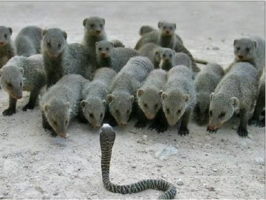 푸흡, 야레야레, 다음은 누구지?_1.webp