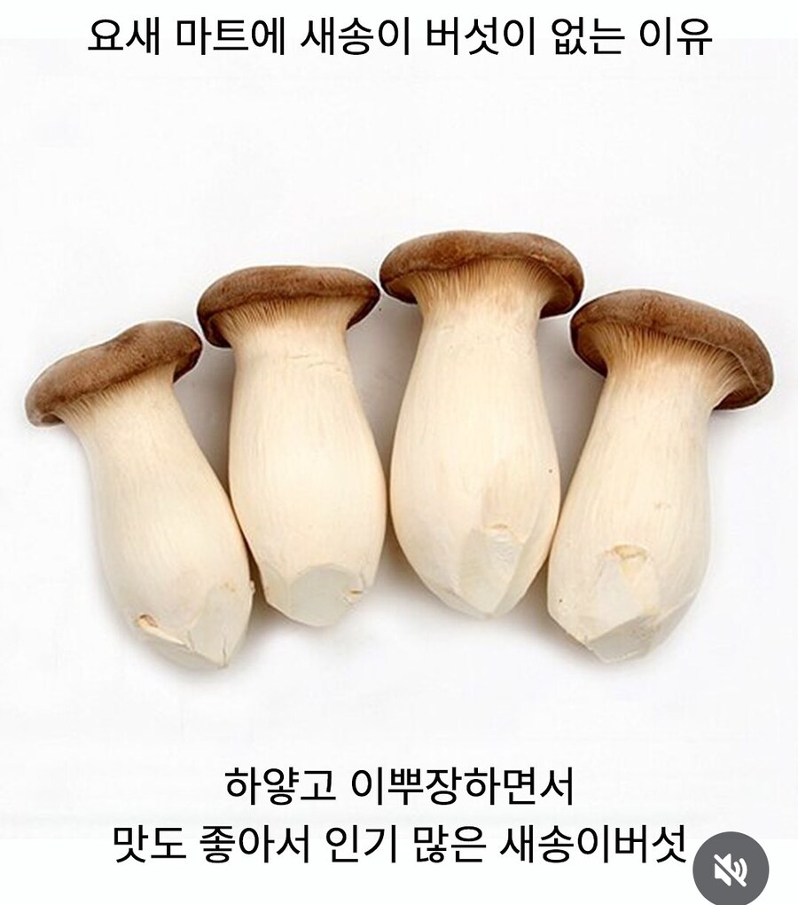 요즘 마트에 새송이 버섯이 없는 이운_1.jpg