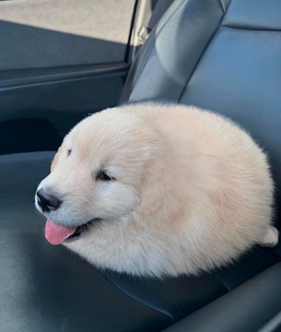 쿠션 같으면 개추_1.jpg