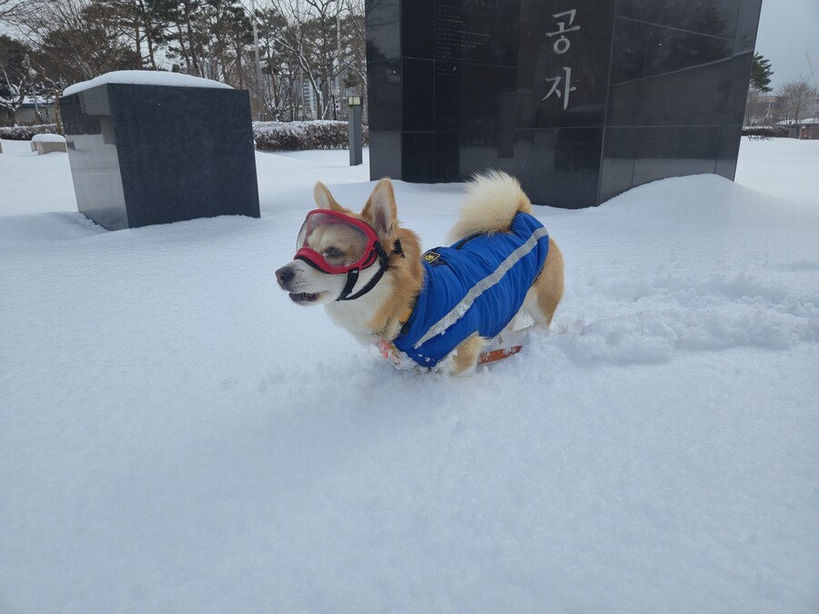 웰시코기와 함께한 연휴_1.jpg