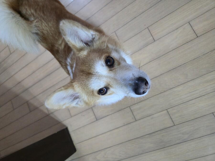 웰시코기와 함께한 연휴_2.jpg