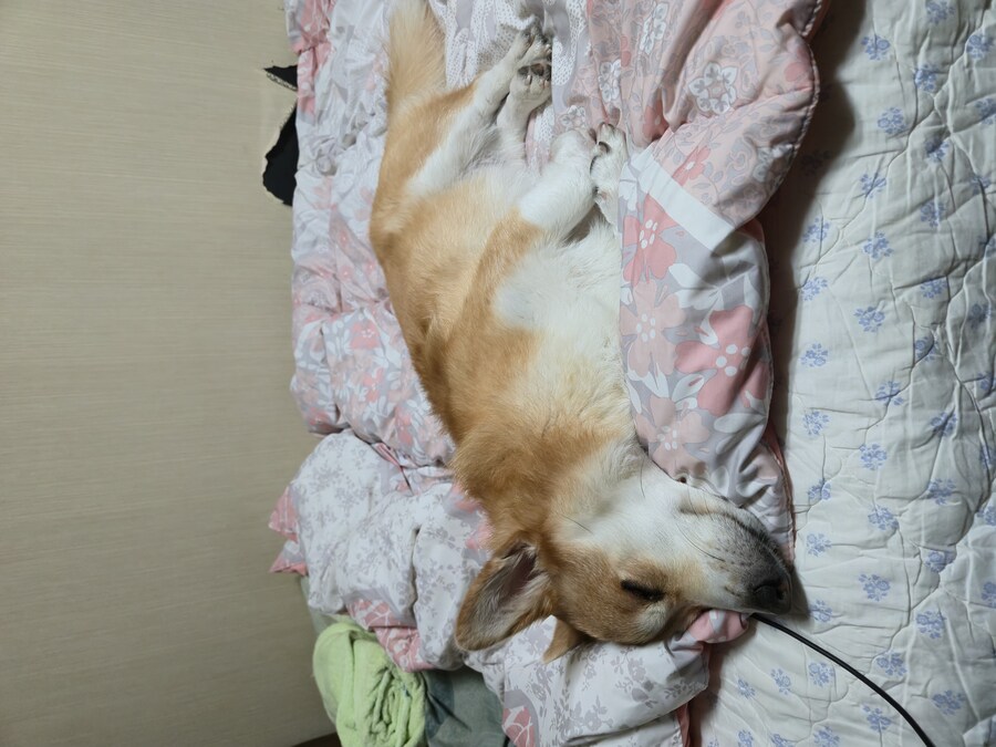 웰시코기와 함께한 연휴_4.jpg