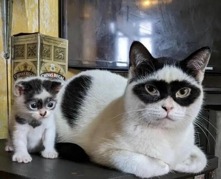 선천적 도둑고양이_1.jpg