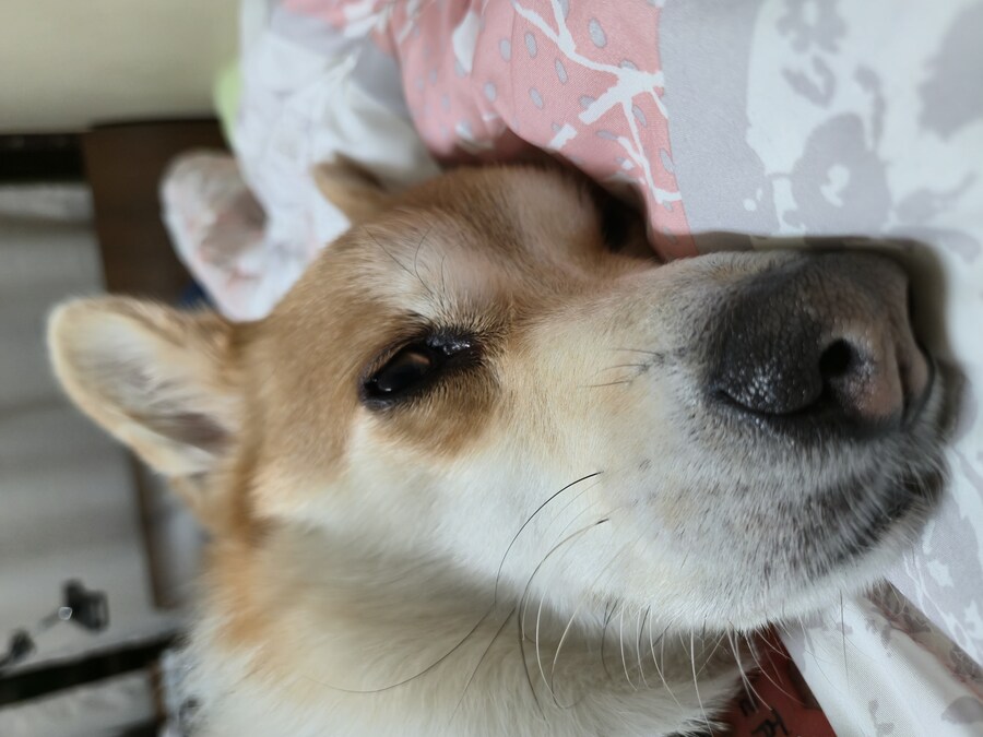 웰시코기와 함께한 연휴_7.jpg