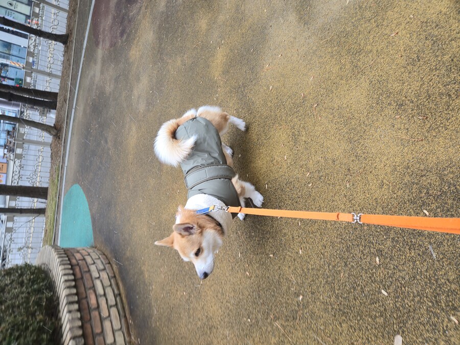 웰시코기와 함께한 연휴_9.jpg