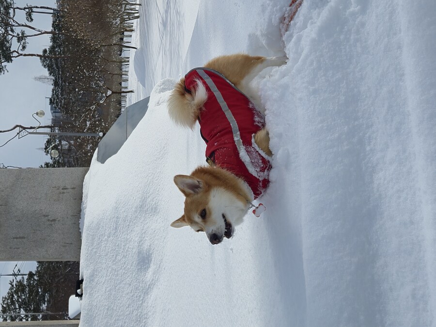 웰시코기와 함께한 연휴_19.jpg