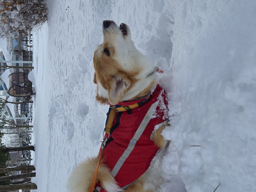웰시코기와 함께한 연휴_20.jpg