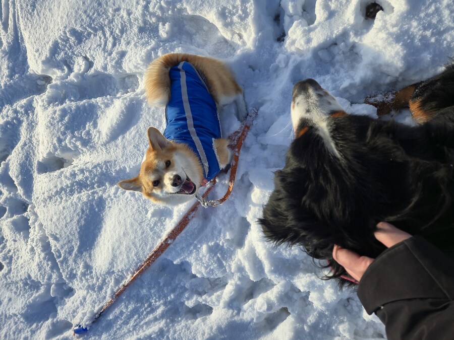 웰시코기와 함께한 연휴_22.jpg