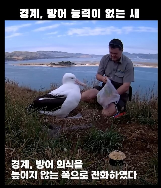 경계, 방어능력이 없는 새&nbsp;_3.jpg
