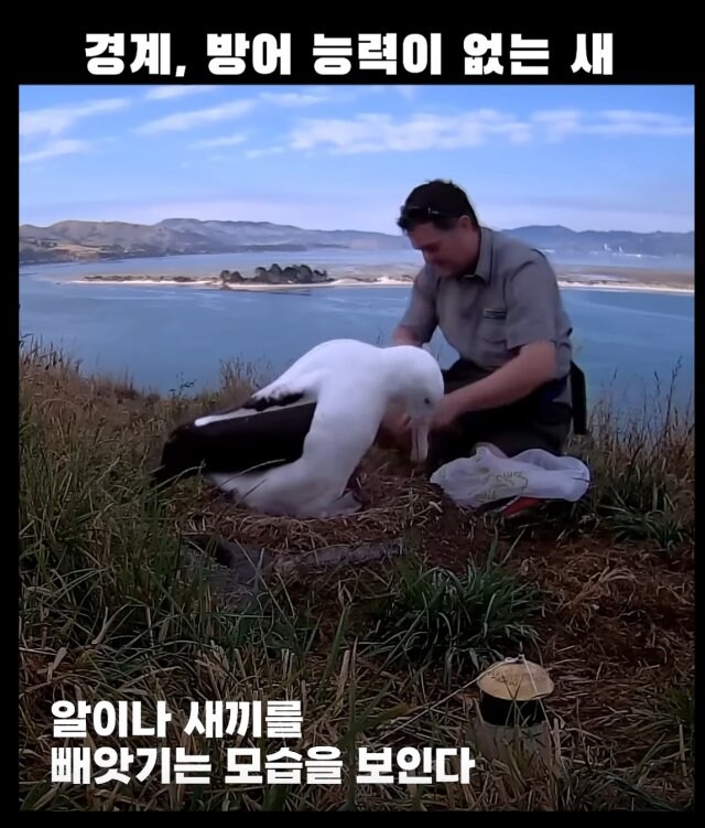 경계, 방어능력이 없는 새&nbsp;_6.jpg