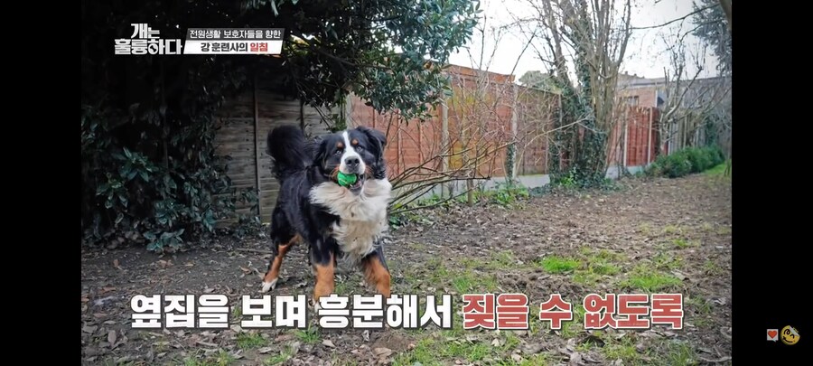 전원주택에서 개를 키우는 것에 충고하는 강형욱._14.jpg