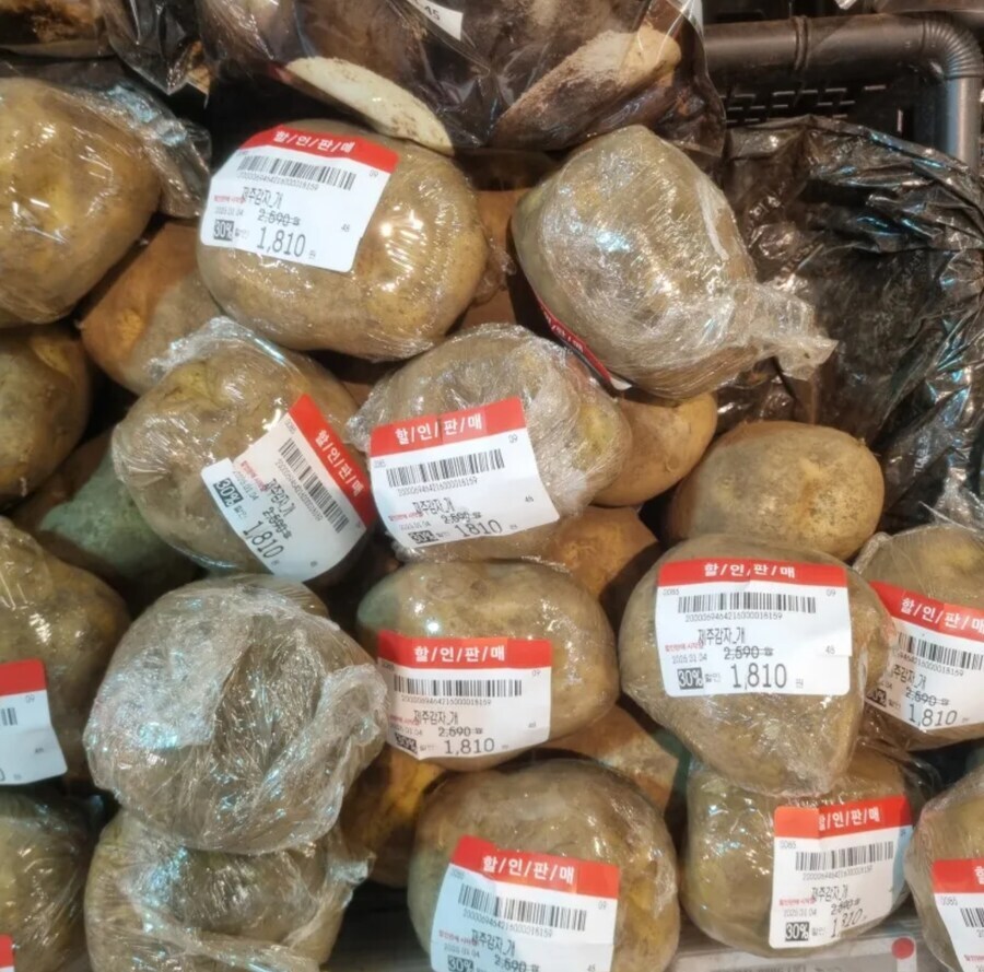 감자 근황_1.jpg