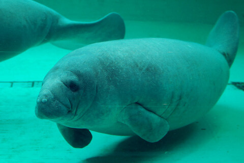 대충 매너티 해피타임짤_1.jpg