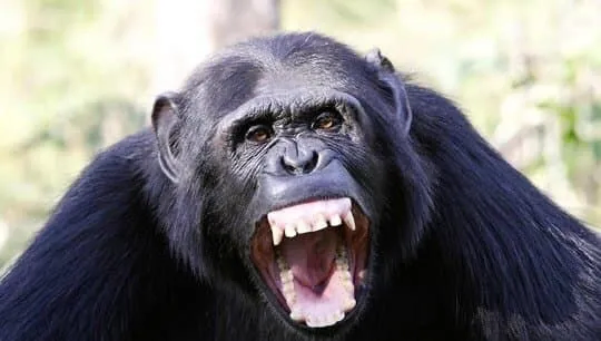 중세) "밀렵한다고 사형하는게 말이됨?"_2.webp