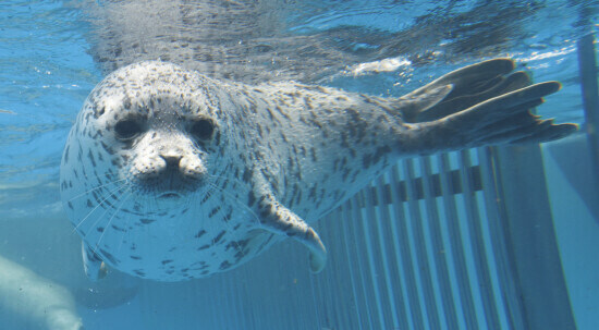 귀여운 물개 애교 보구가!!_1.jpg