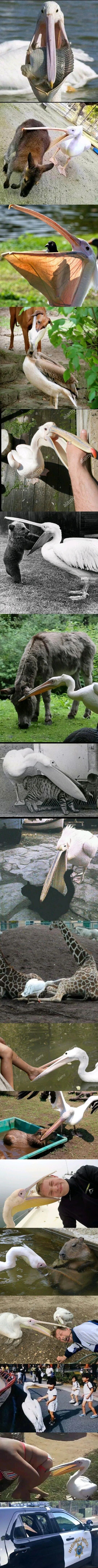 뭐든지 입에 처넣고 보는 펠리컨_1.jpg