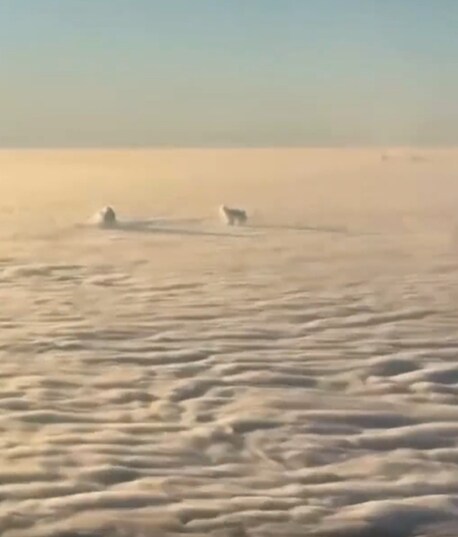 눈밭위에서 뛰어 노는줄 알았던 강아지의 정체.mp4_1.png