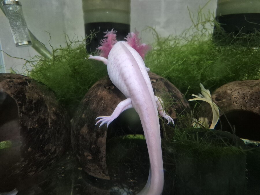 수조)코코넛 위로 올라가는 부시_1.jpg