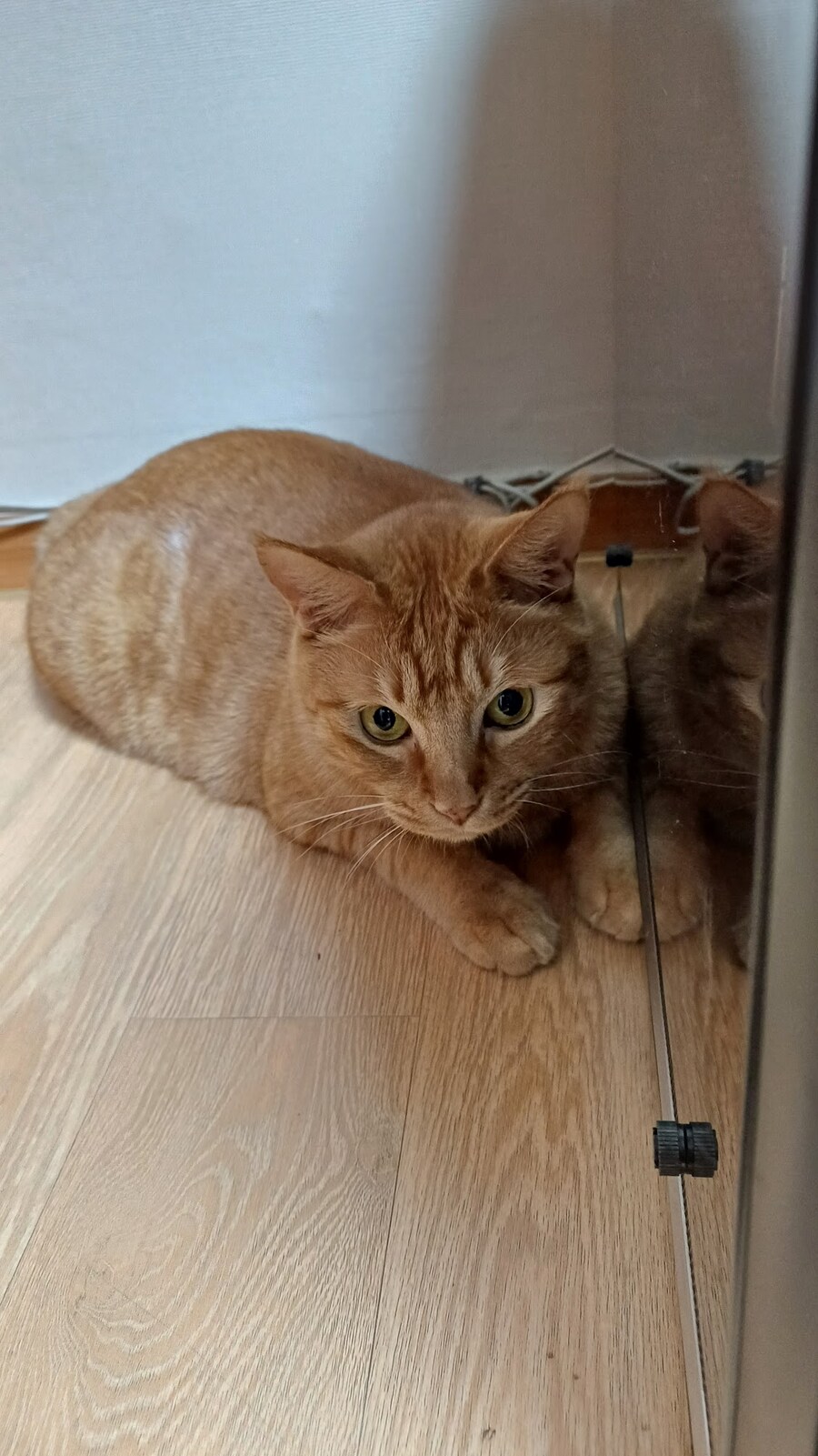 굴비 아들 문 여는 달순_1.jpg