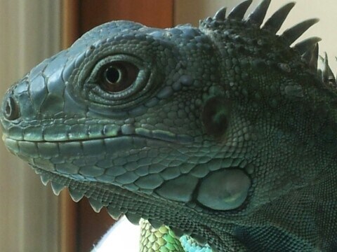 (스압 주의)자주 보는 제가 10년동안 키웠었던 이구아나 사진_3.jpg