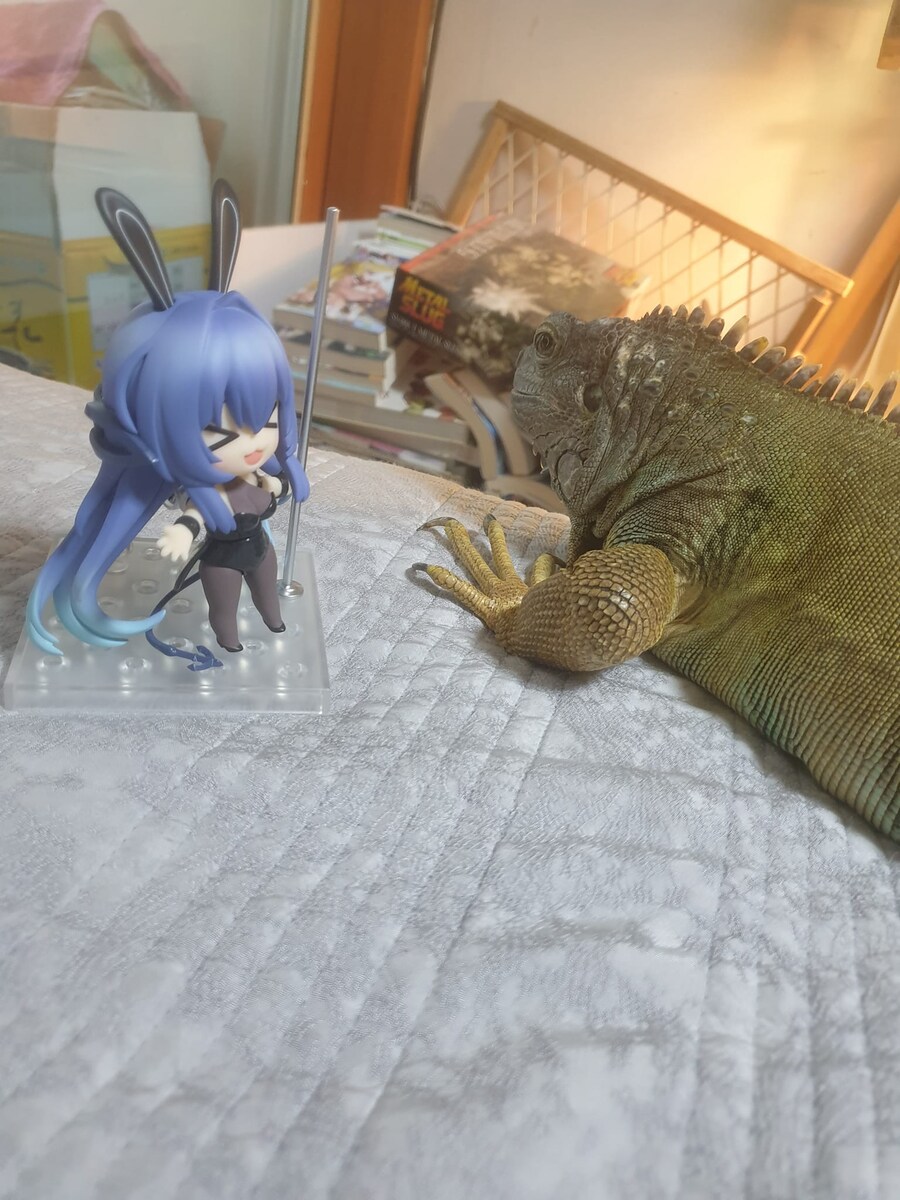 (스압 주의)자주 보는 제가 10년동안 키웠었던 이구아나 사진_4.jpg