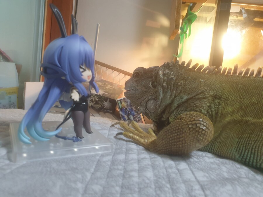 (스압 주의)자주 보는 제가 10년동안 키웠었던 이구아나 사진_8.jpg