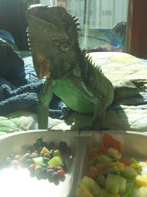 (스압 주의)자주 보는 제가 10년동안 키웠었던 이구아나 사진_13.jpg