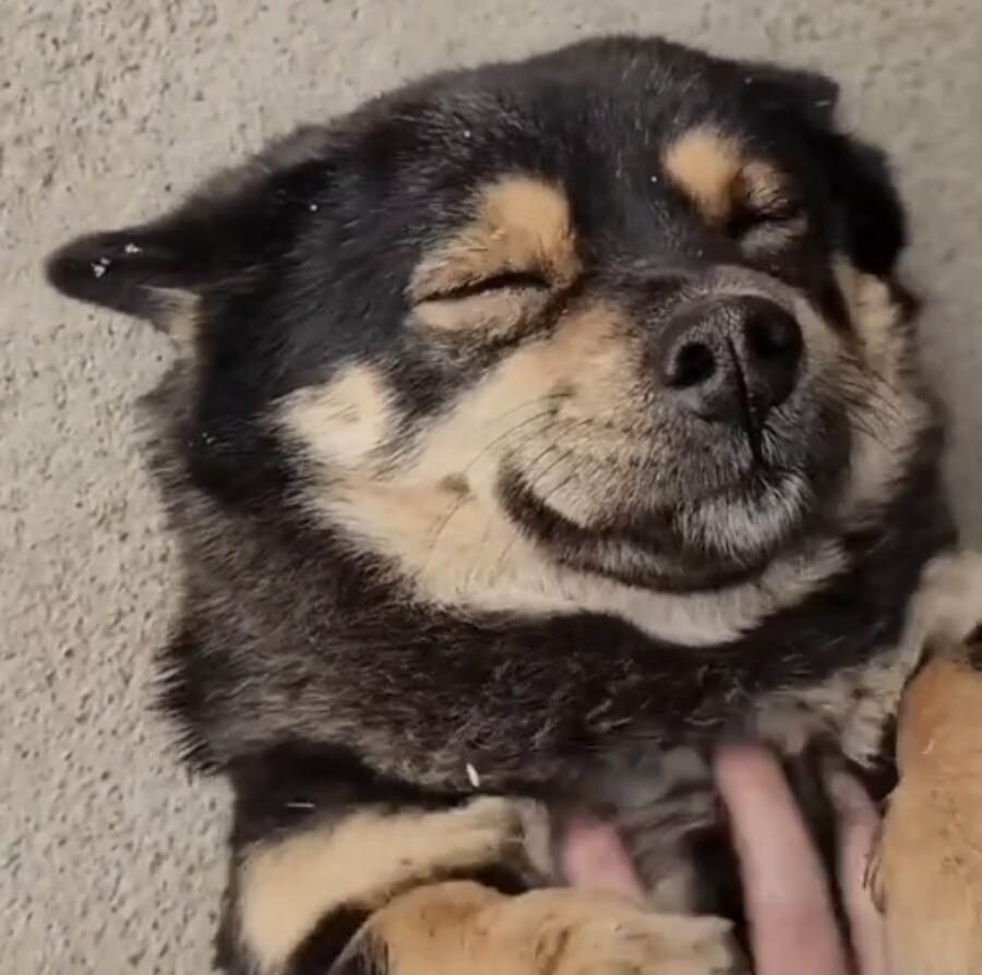 집 지키랬더니 어디 나갔다 돌아온 시골 똥강아지.mp4_1.jpg