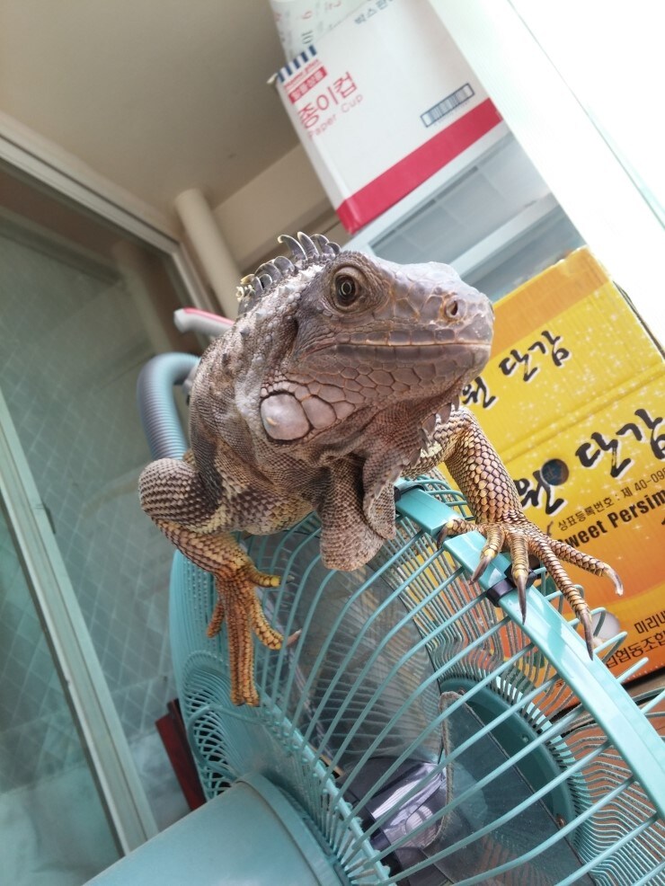 (스압 주의)자주 보는 제가 10년동안 키웠었던 이구아나 사진_18.jpg