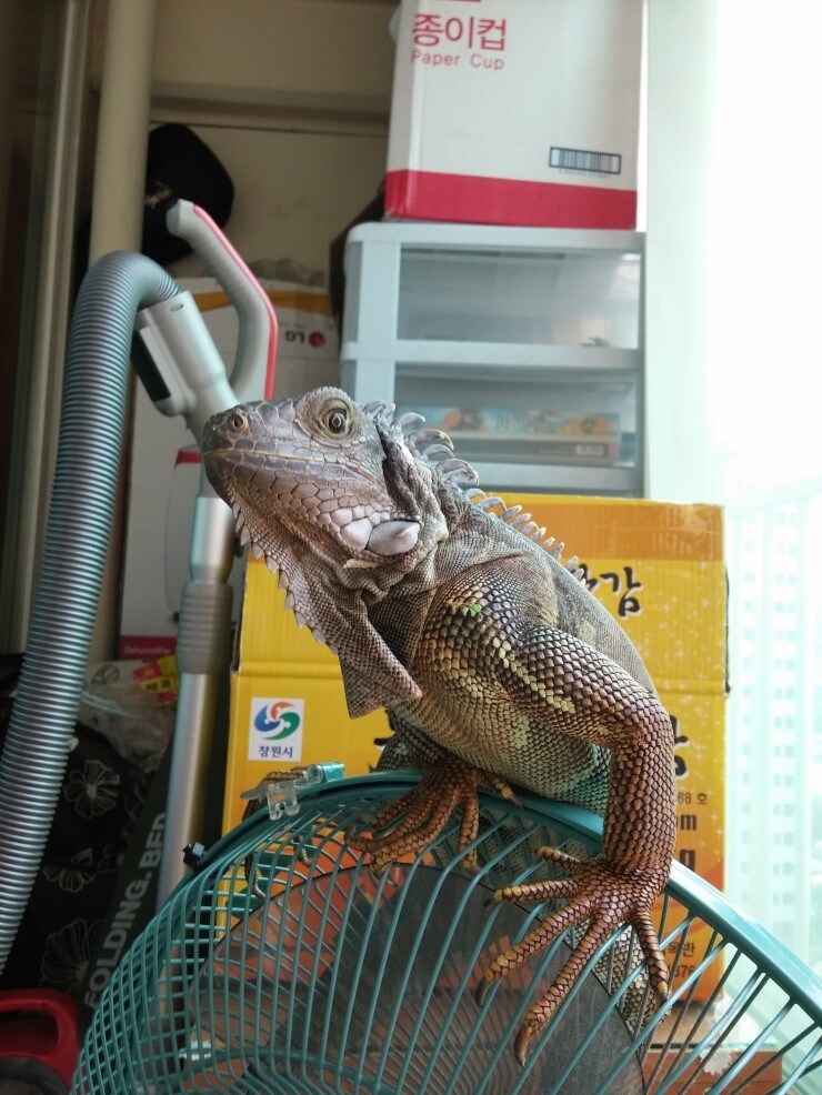 (스압 주의)자주 보는 제가 10년동안 키웠었던 이구아나 사진_19.jpg