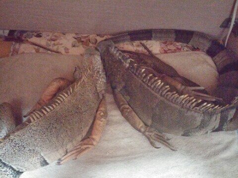 (스압 주의)자주 보는 제가 10년동안 키웠었던 이구아나 사진_23.jpg