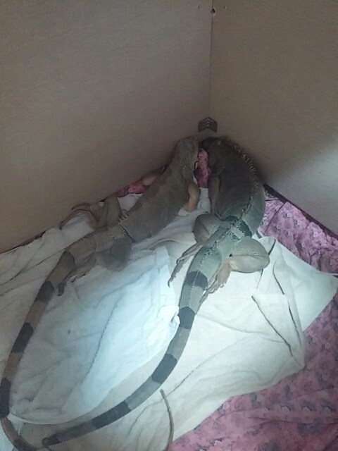 (스압 주의)자주 보는 제가 10년동안 키웠었던 이구아나 사진_26.jpg