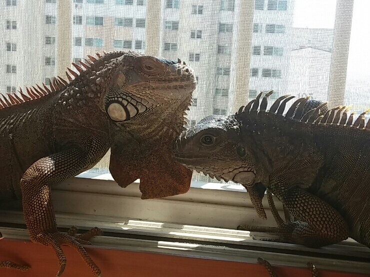 (스압 주의)자주 보는 제가 10년동안 키웠었던 이구아나 사진_27.jpg