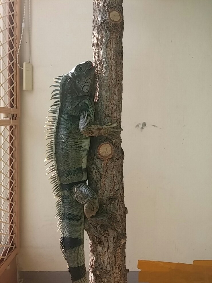 (스압 주의)자주 보는 제가 10년동안 키웠었던 이구아나 사진_34.jpg