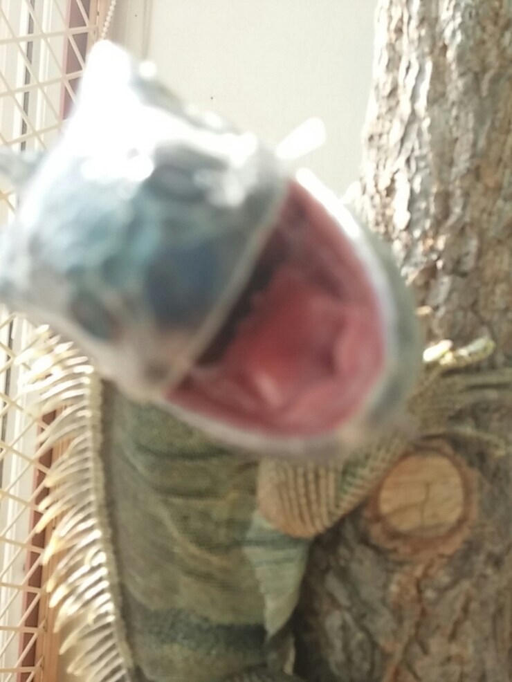 (스압 주의)자주 보는 제가 10년동안 키웠었던 이구아나 사진_35.jpg