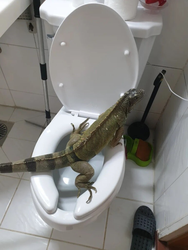 (스압 주의)자주 보는 제가 10년동안 키웠었던 이구아나 사진_43.jpg