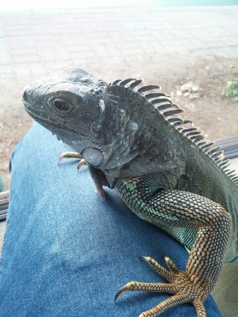 (스압 주의)자주 보는 제가 10년동안 키웠었던 이구아나 사진_53.jpg
