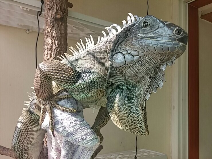 (스압 주의)자주 보는 제가 10년동안 키웠었던 이구아나 사진_47.jpg