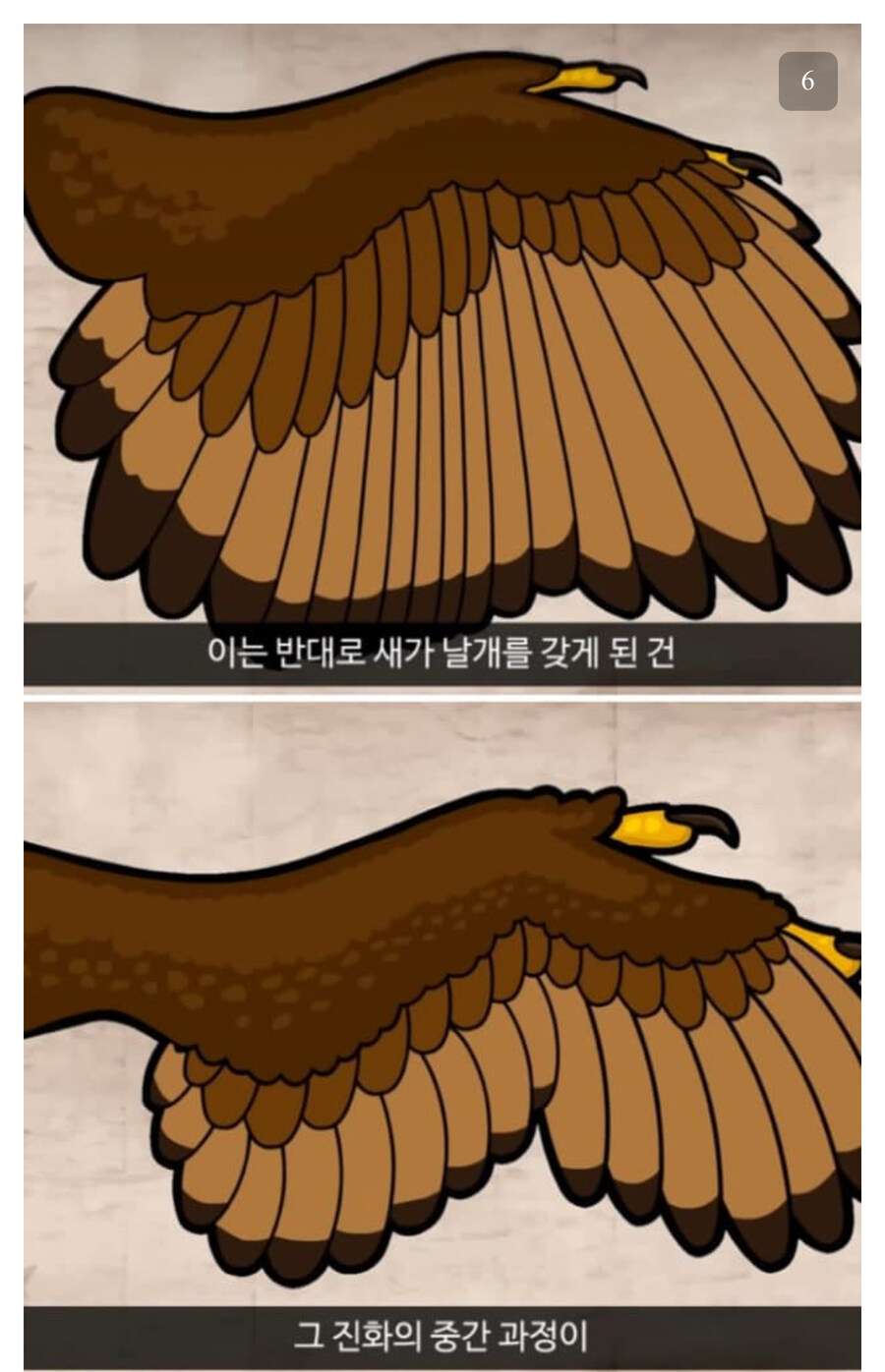 인간한테 날개가 없는 이유_4.jpg